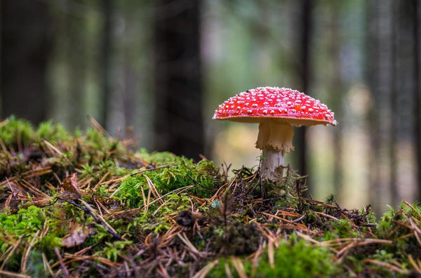The history of adaptogenic mushrooms as medicine