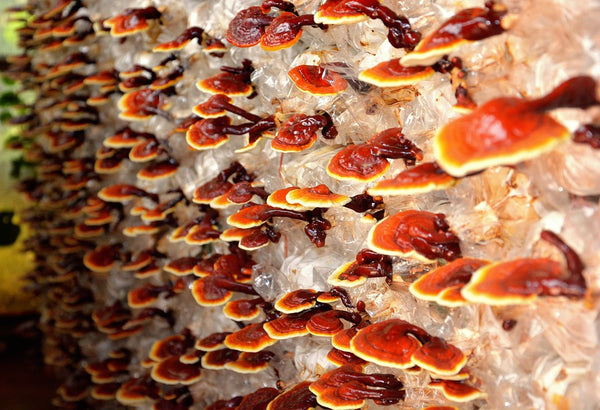Reishi (Lingzhi) Mushroom- The Ultimate Health Booster Fungi